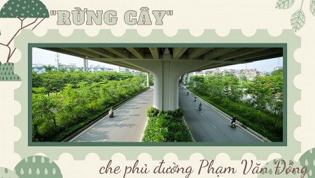 Ngắm "rừng cây" che phủ đường Phạm Văn Đồng