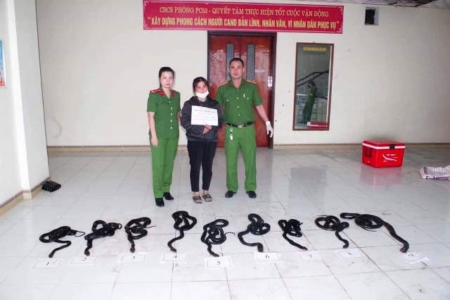 Hà Tĩnh: Bắt phụ nữ vận chuyển 9 cá thể rắn hổ mang chúa