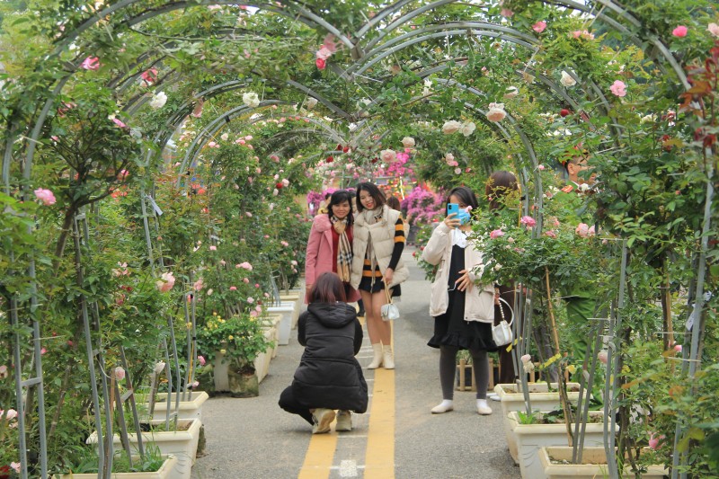 Gần 100 nghìn lượt người dự Lễ hội hoa Mê Linh 2022