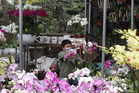 Phân luồng giao thông phục vụ chợ hoa Xuân tại quận Hoàn Kiếm
