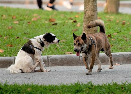 Mức xử phạt khi dắt chó ra đường không xích hoặc đeo rọ mõm