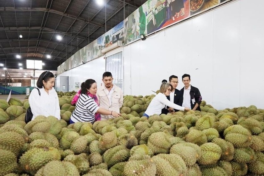 Trung Quốc phê duyệt thêm 829 mã vùng trồng, 131 cơ sở đóng gói sầu riêng của Việt Nam