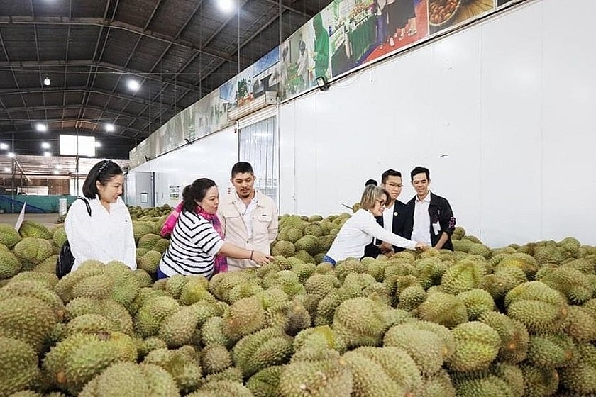 Trung Quốc phê duyệt thêm 829 mã vùng trồng, 131 cơ sở đóng gói sầu riêng của Việt Nam