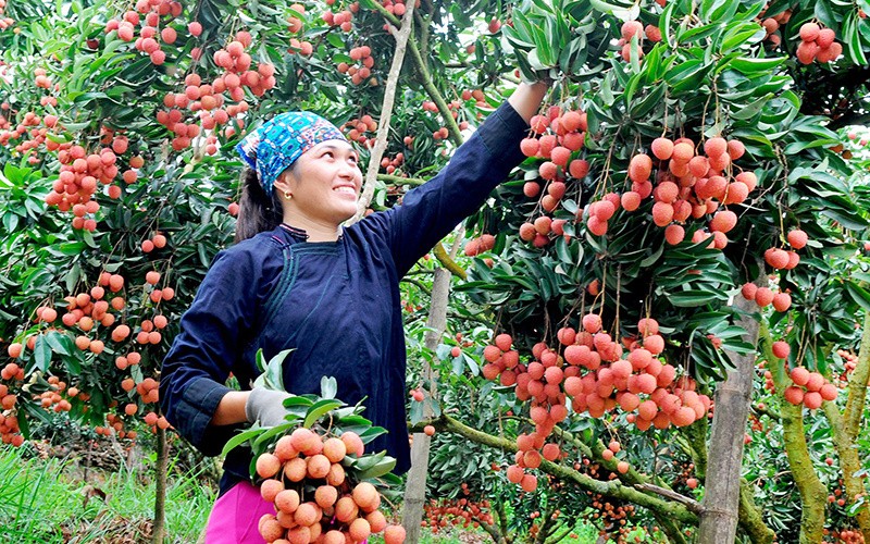 Đẩy mạnh tiêu thụ vải, nhãn, sầu riêng vào mùa vụ cao điểm