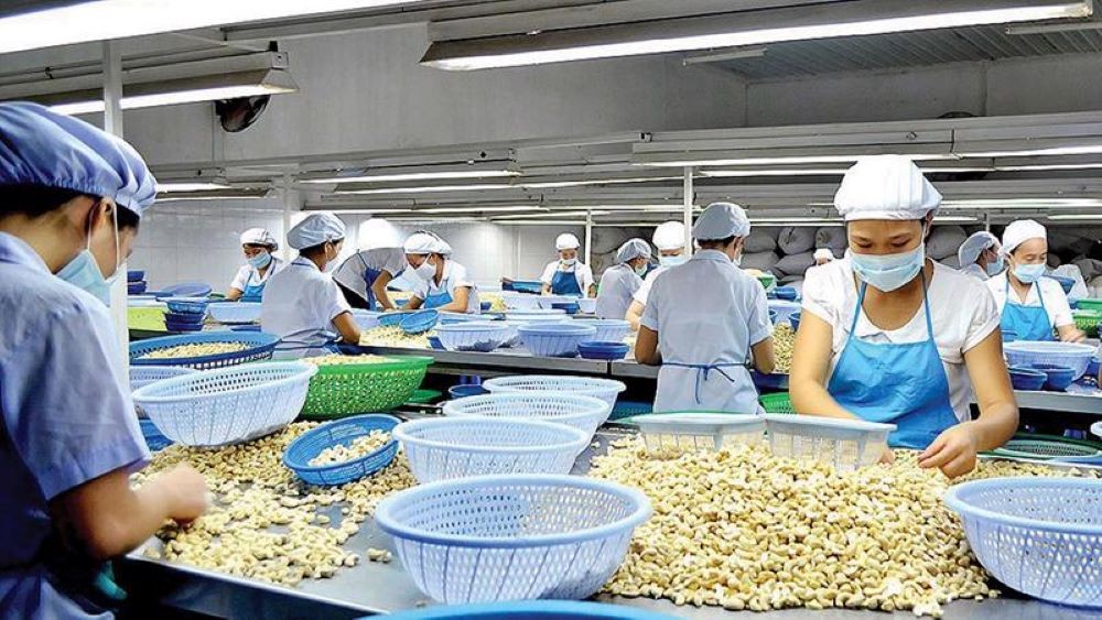 Xuất khẩu điều năm 2025: Mục tiêu 4,5 tỷ USD trong tầm tay