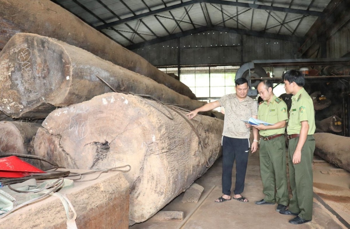 Quy định mới về kiểm tra, truy xuất nguồn gốc lâm sản: Áp dụng 3 hình thức kiểm tra