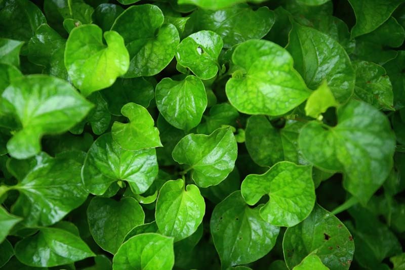 Diếp cá - Loại rau gia vị “trường sinh” tốt cho phổi và tiêu hóa