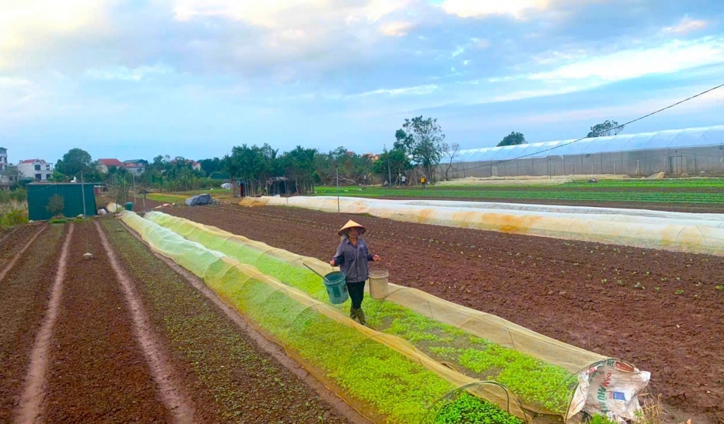 Nông dân mong được tiếp sức trong chuyển đổi số và phát triển nông nghiệp xanh