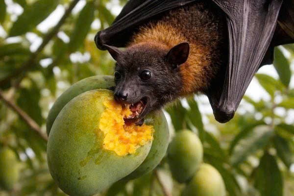Siết chặt an toàn thực phẩm trước nguy cơ virus Nipah xâm nhập