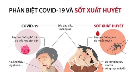 Phân biệt bệnh sốt xuất huyết và Covid-19