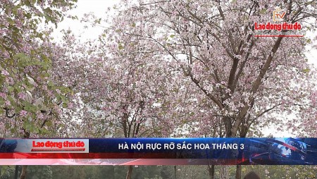 Hà Nội rực rỡ sắc hoa tháng 3